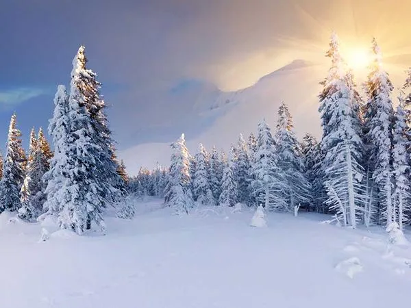 Kate Snow Backdrop Trees Winter Background for Photos