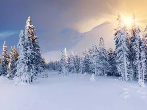 Kate Snow Backdrop Trees Winter Background for Photos