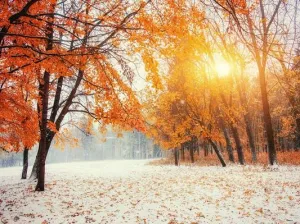 Kate Sunshine Winter Scenic Photography Backdrops with Maple Tree