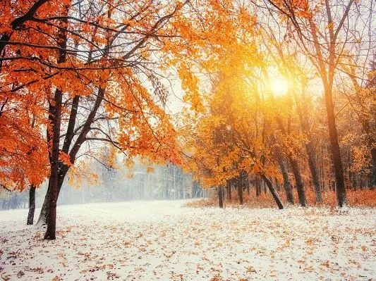 Kate Sunshine Winter Scenic Photography Backdrops with Maple Tree